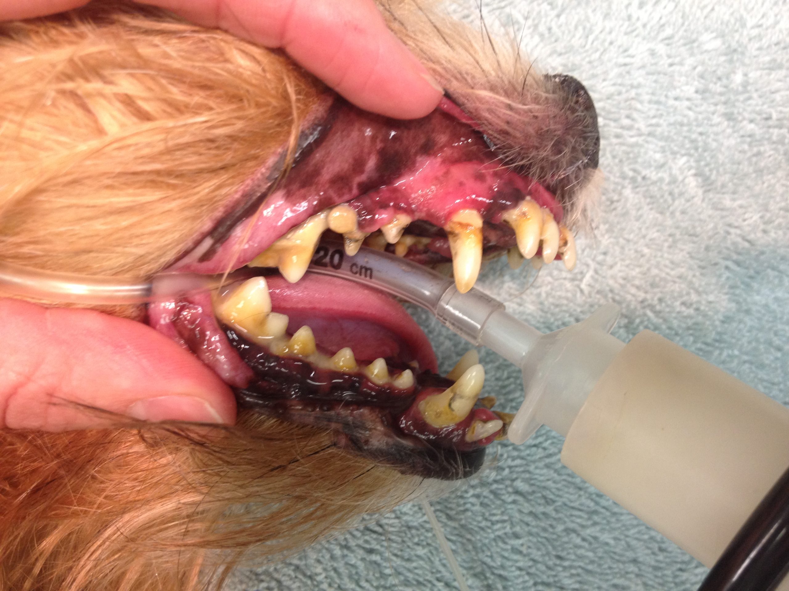 Dental health for pets