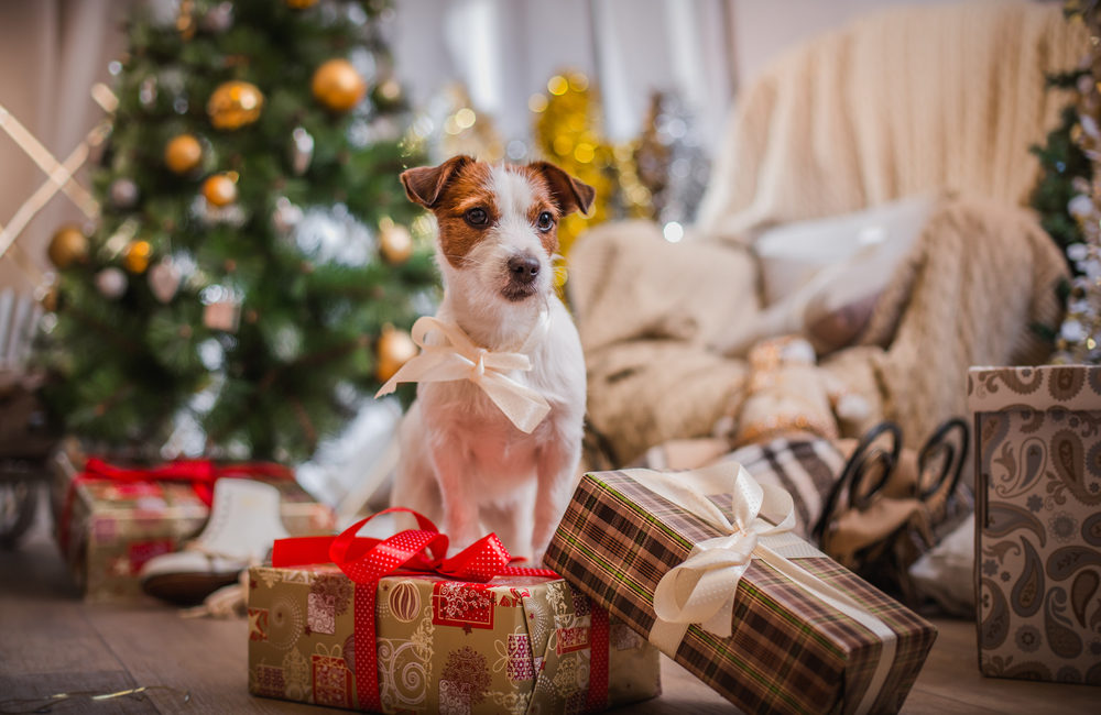 Dog surrounded by presents and Christmas tree in the background