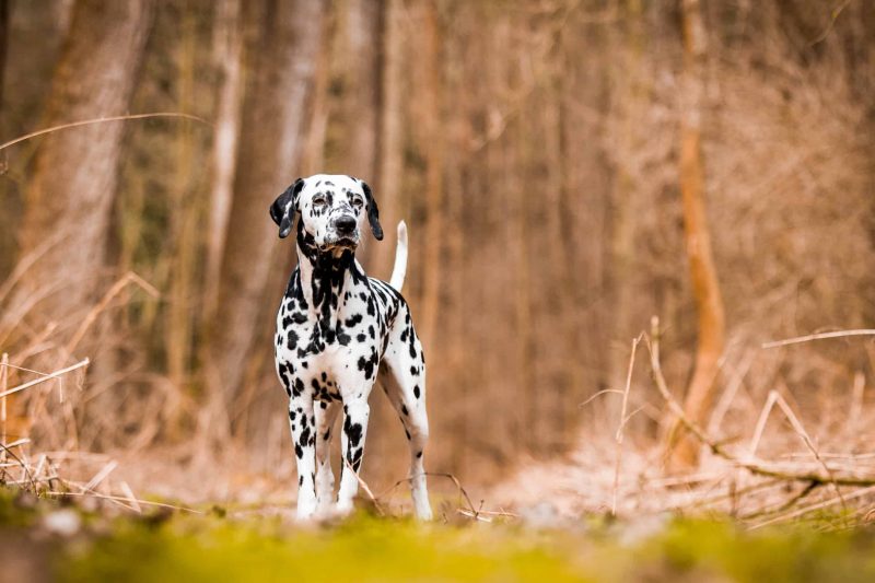 Dalmatians dog in forest