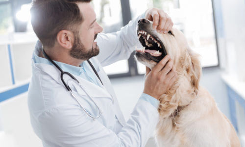 Veterinarian examining a dog's teeth