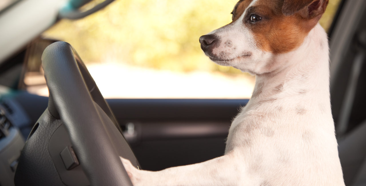 Hazards of Pets in cars