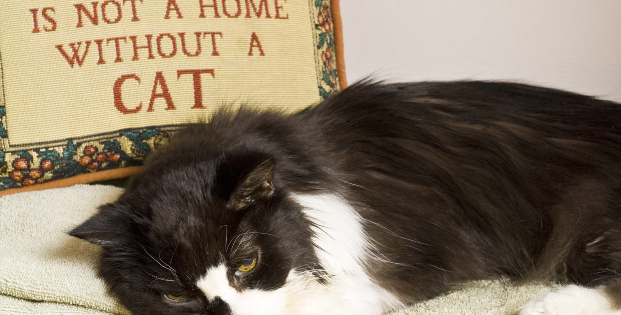 Cat lying down next to a pillow with A Home is Not a Home Without a Cat text