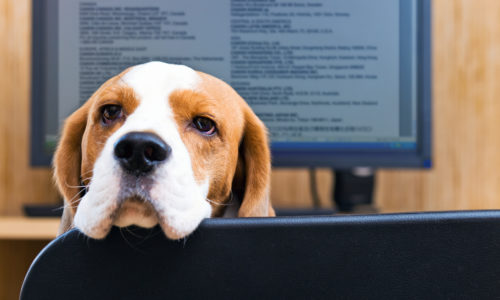 Dog resting its head on a chair with a computer in the background