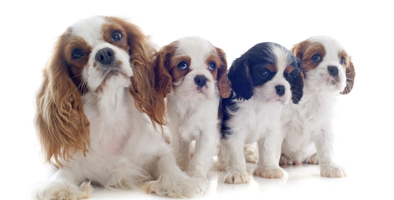 Three puppies and a dog against white background