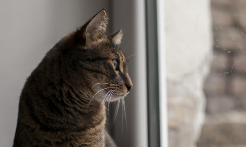 Cat looking out the window