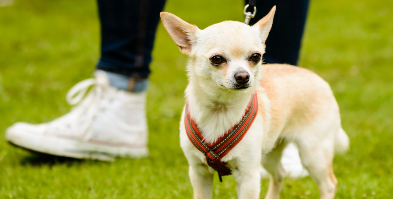 Chihuahua dog on a leash with human outdoors