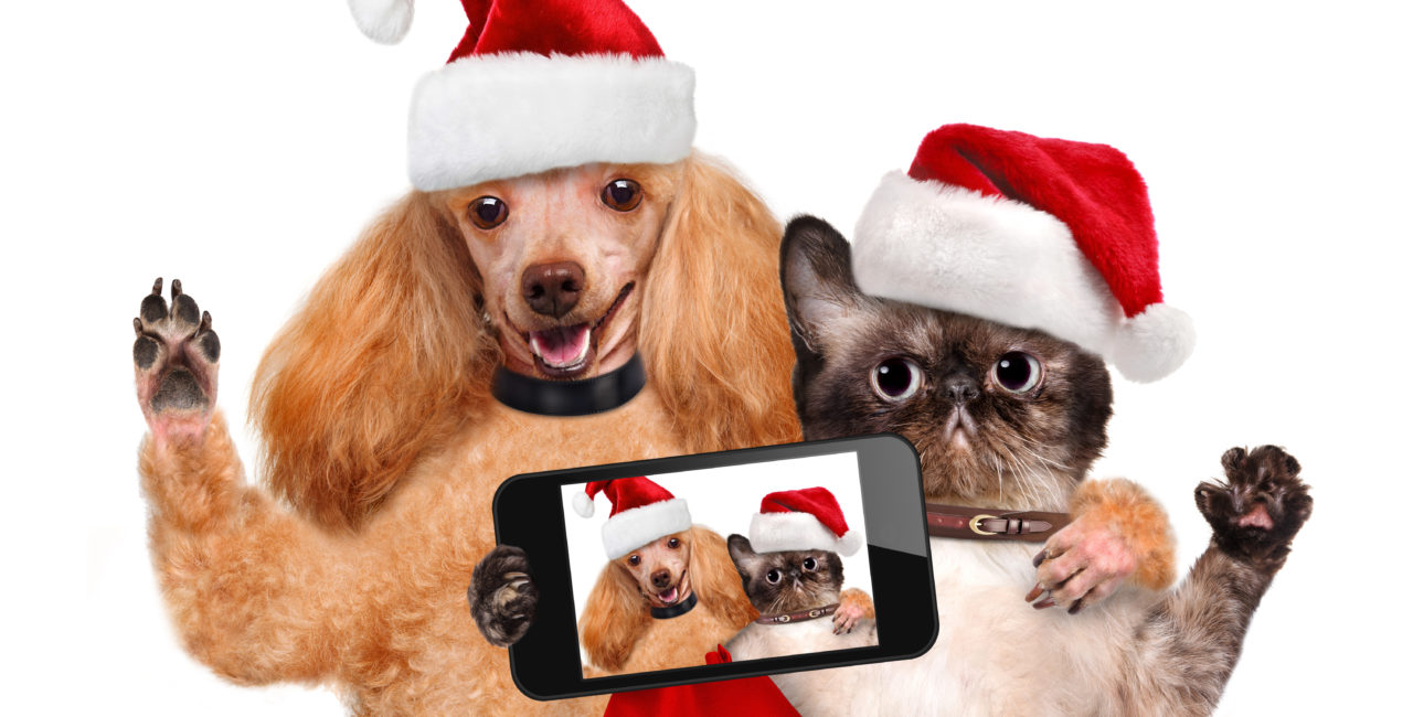 Cat and dog taking a selfie together with a smartphone