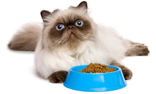 Persian cat with a bowl of food