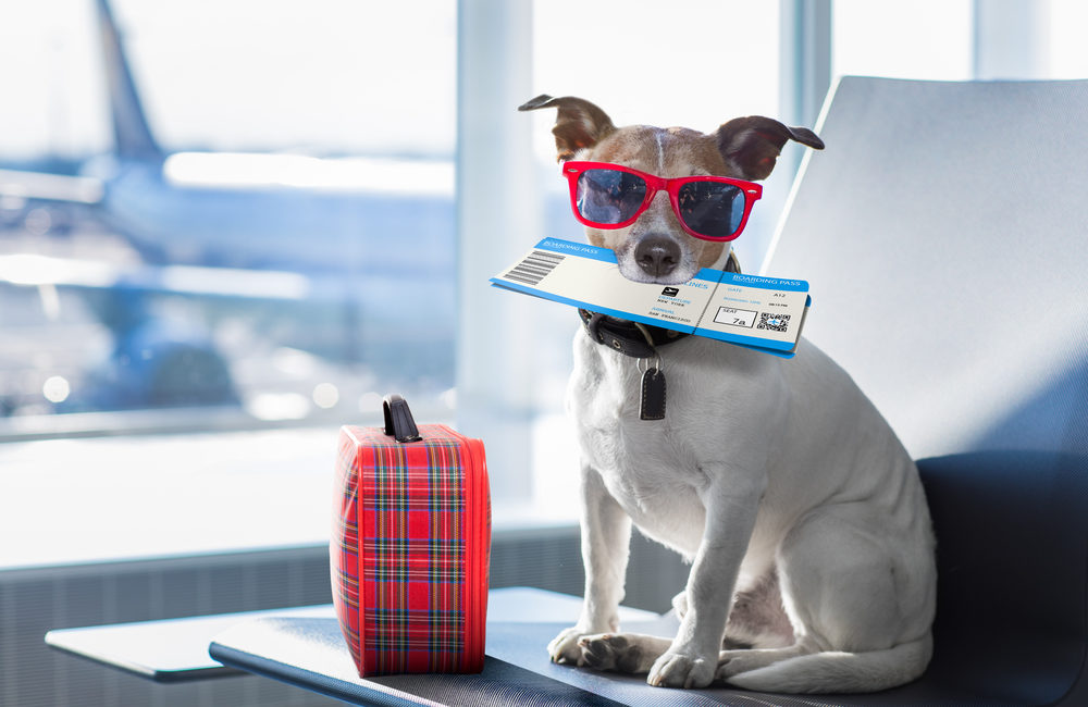 Dog wearing sunglasses and holding a plane ticket at the airport