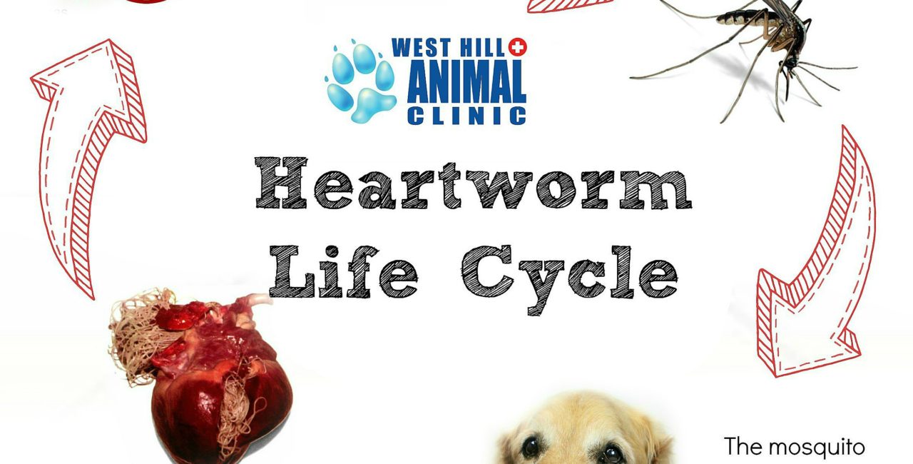 West Hill Animal Clinic Heartworm Life Cycle information