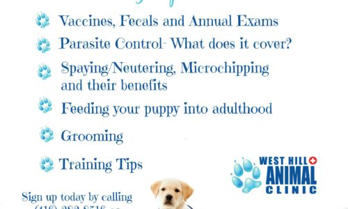 West Hill Animal Clinic Puppy Information Night event poster