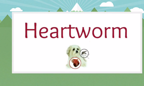 Heartworm-test