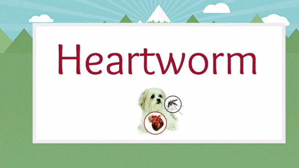 Heartworm-test