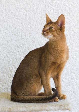 cat breed of the month