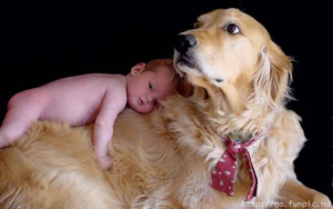dog with baby uncomfortable