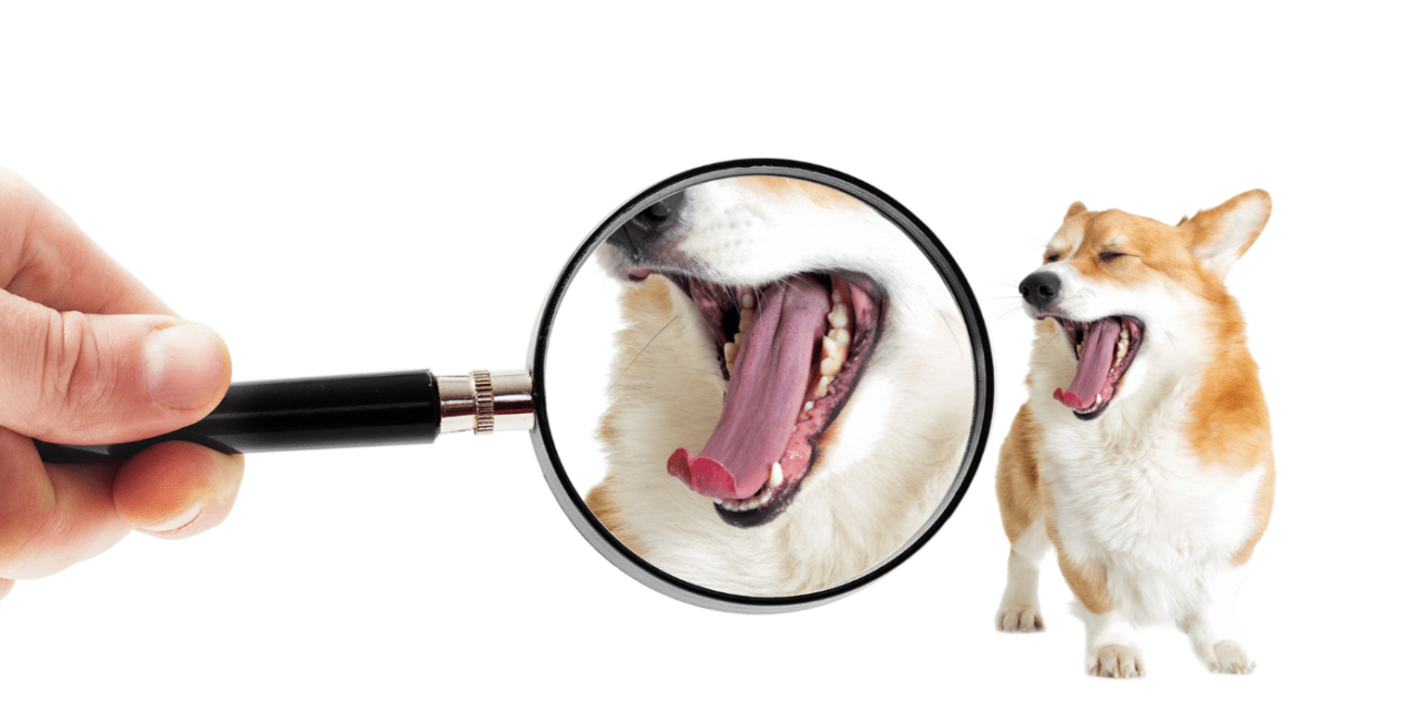 Dog with mouth open and human inspecting its mouth with a magnifying glass