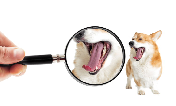 Dog with mouth open and human inspecting its mouth with a magnifying glass
