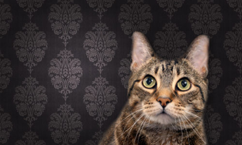 Cat against brown pattern wallpaper background