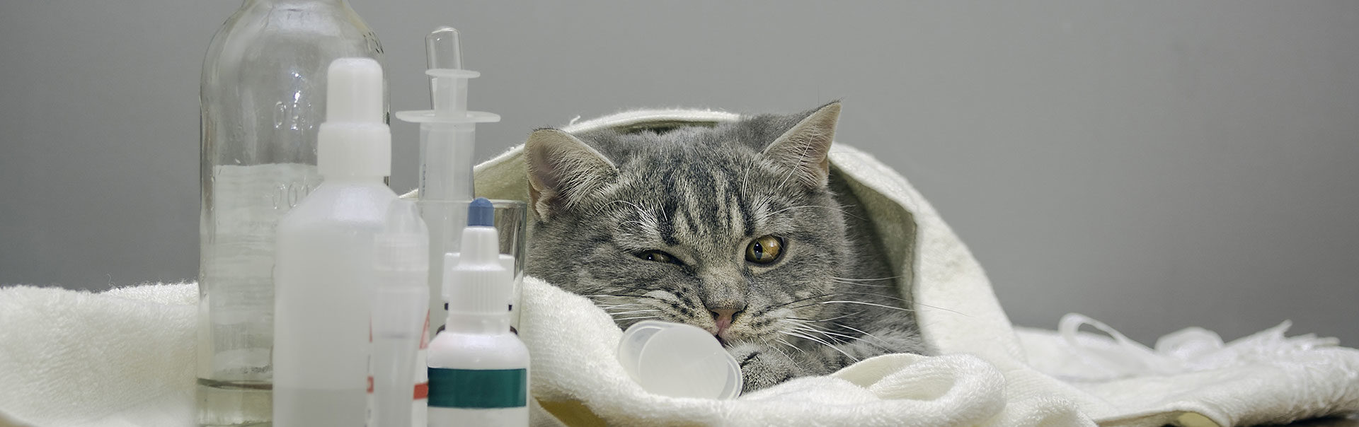 Cat wrapped in a blanket next to medical supplies