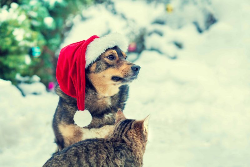 cat and dog in the snow