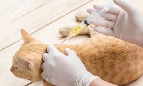cat-vaccines