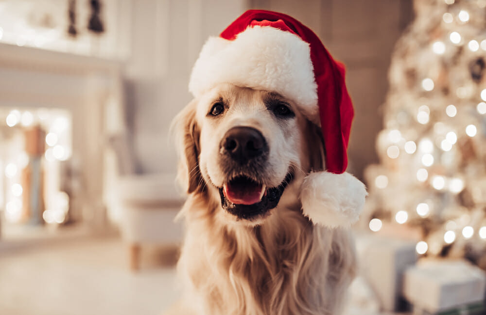 Dog wearing a santa hat