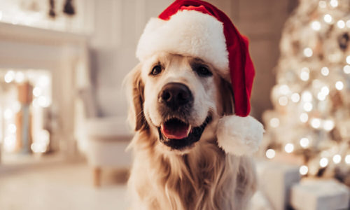 Dog wearing a santa hat