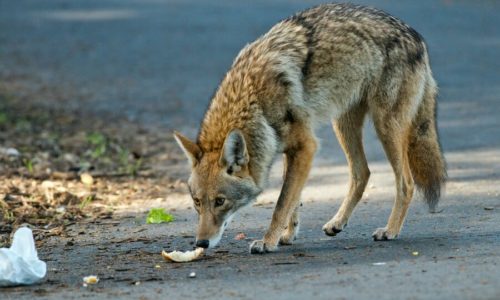 Coyote sniffing food on the ground