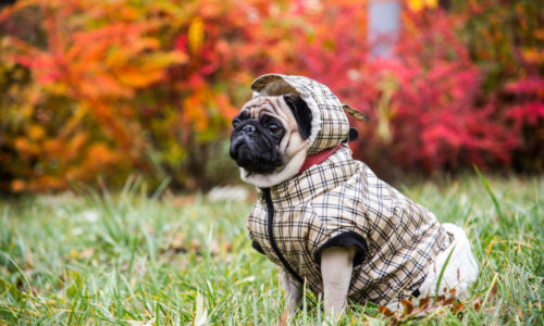 Dog wearing a jacket outdoors