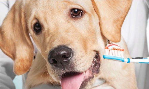 Veterinarian standing behind a dog and holding a toothbrush with toothpaste