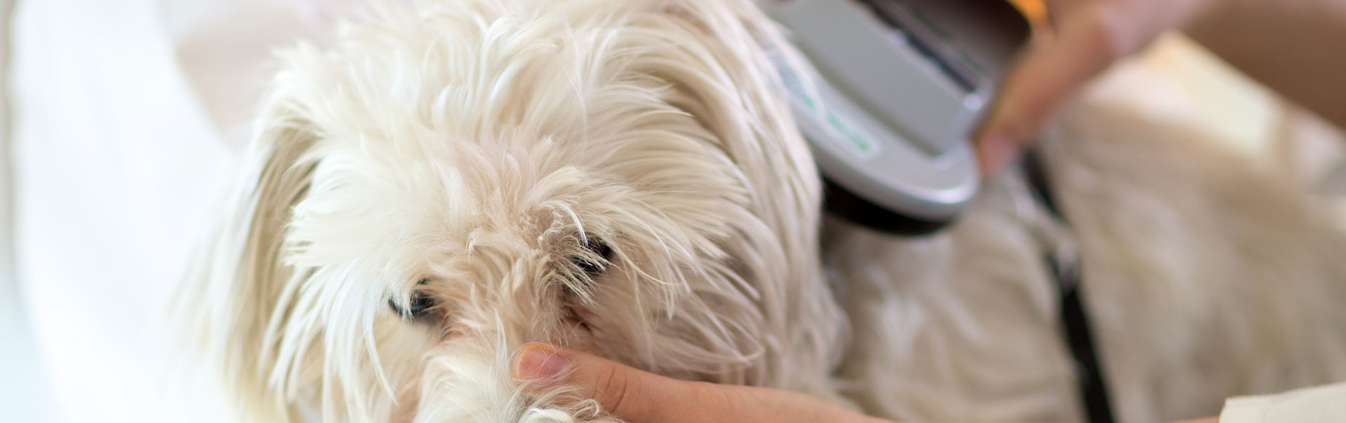 Veterinarian microchipping a dog
