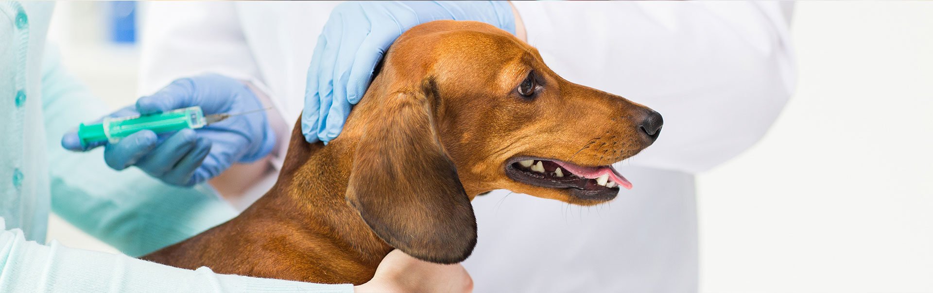 Veterinarian giving an injection to a dog