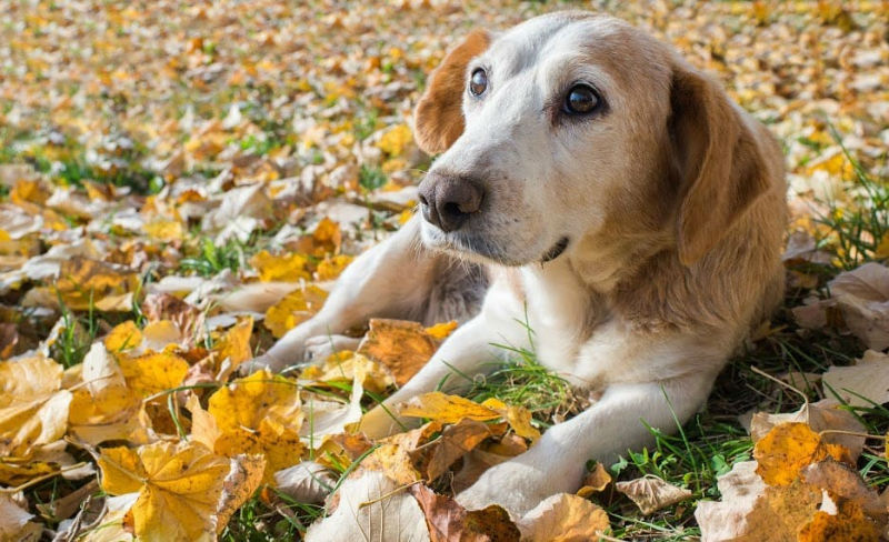 Fall Activities To Do With Your Dog