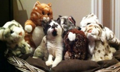 Cat with stuffed animals