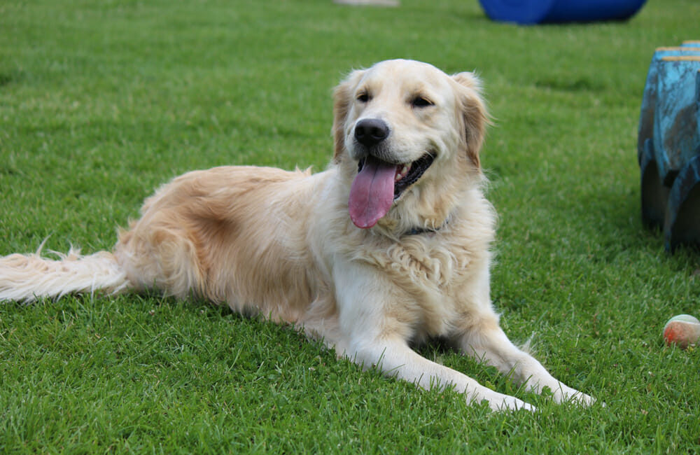 Golden retriever dog lying on the grass with its tongue sticking out