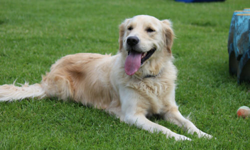 Golden retriever dog lying on the grass with its tongue sticking out