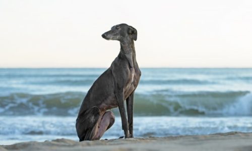 Greyhound dog at the beach