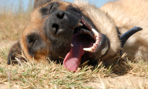 Dog lying on the grass with tongue sticking out