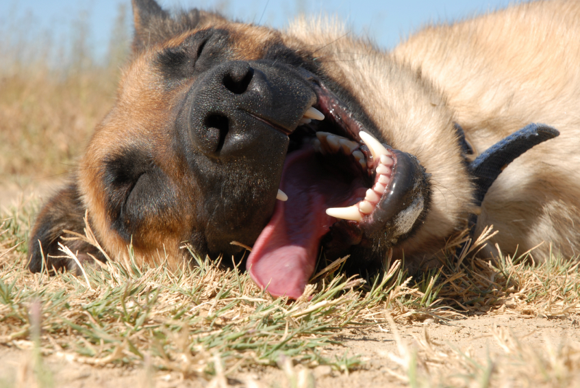 Dog lying on the grass with tongue sticking out