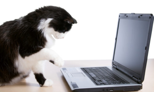 Cat in front of a laptop