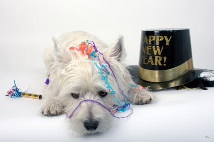 West Highland Terrier lying down amid confetti and a black and gold Happy New Year hat
