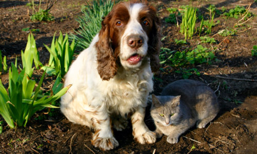 Dog and cat outdoors