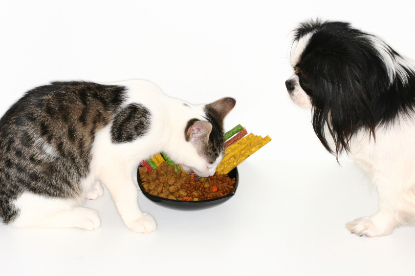 Dog looking at a cat eat from a bowl