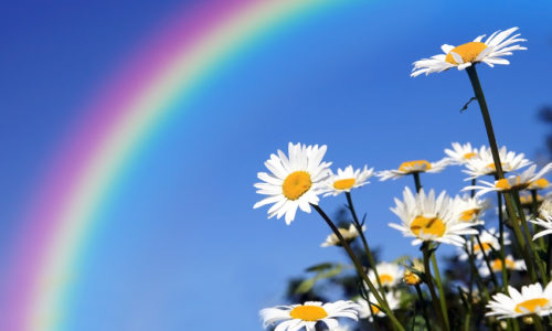Daisies under a blue sky with a rainbow