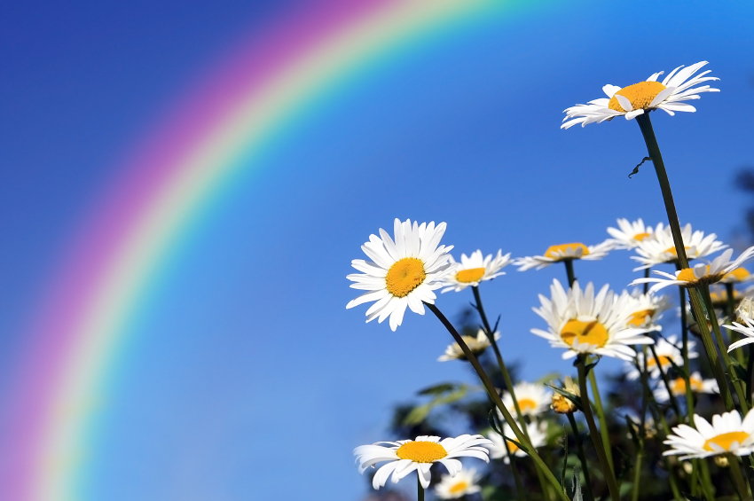 Daisies under a blue sky with a rainbow
