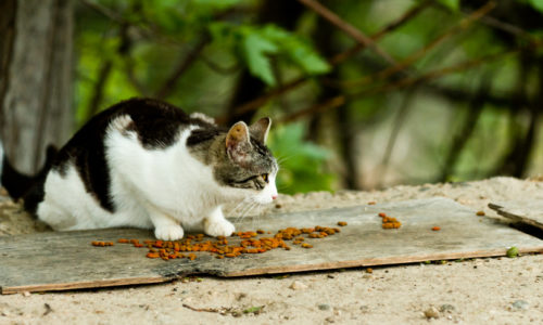 Cat outdoors with dry cat food