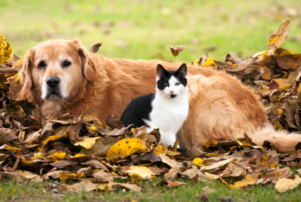 Dog and cat outdoors with fall leaves