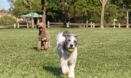 Dog running outside with a tennis ball in its mouth and another dog in the background