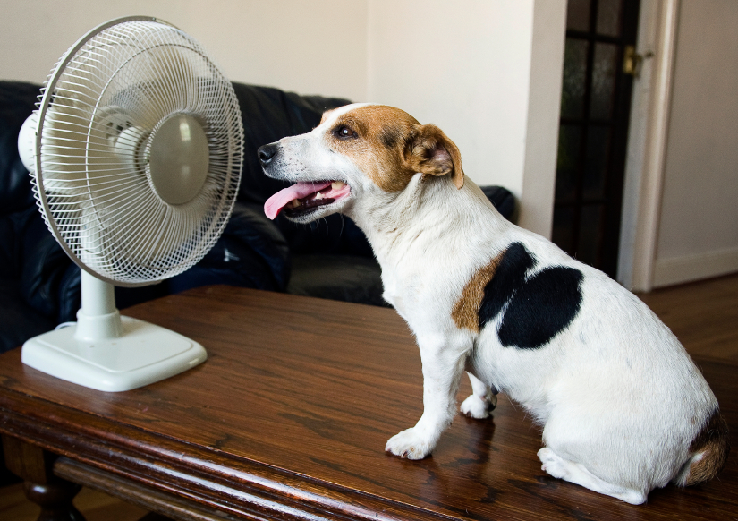 Dog sticking its tongue out in front of a fan