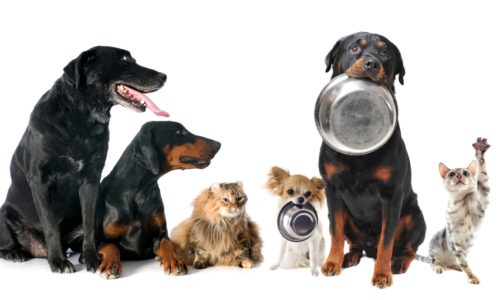 Two dogs holding metal bowls with other dogs and cats